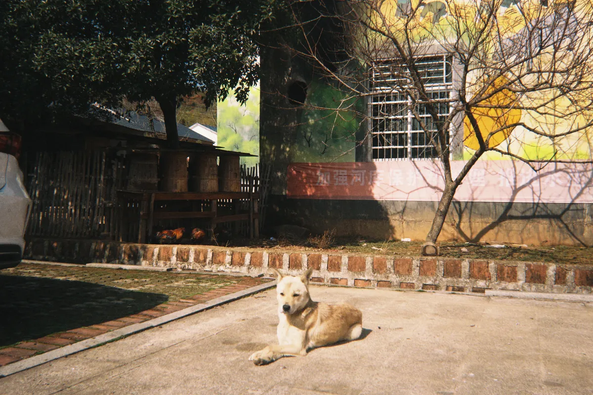 A relaxed walk around home