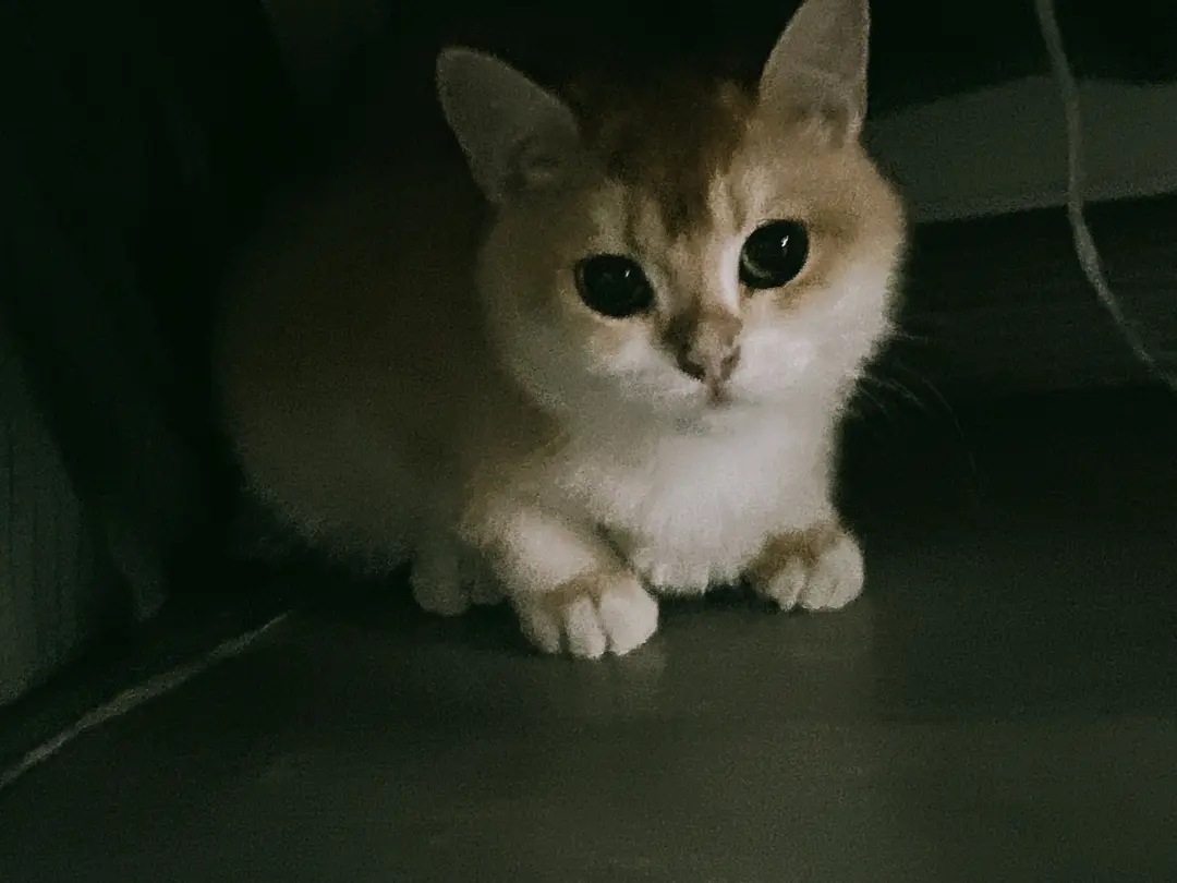 A cute cat at a friend's place